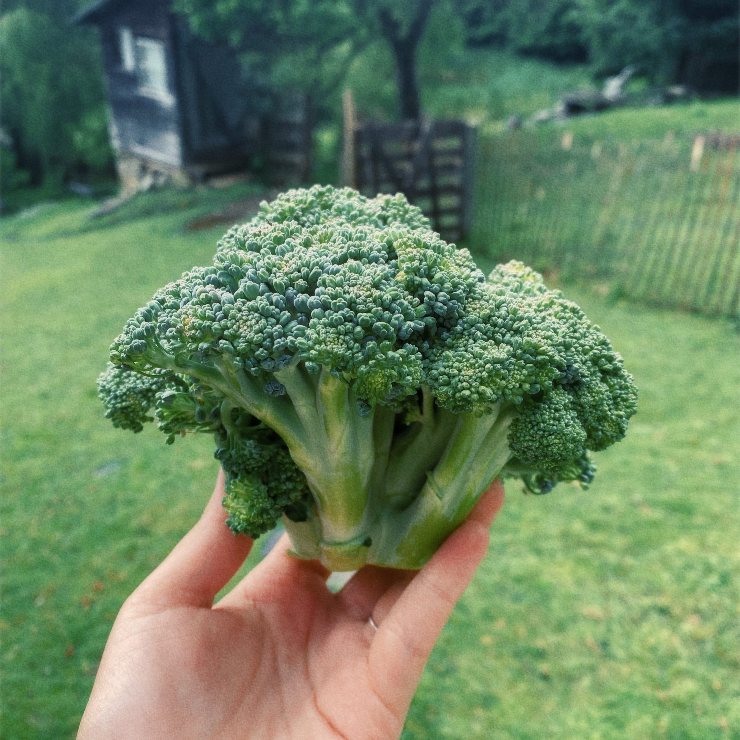A photo of some broccoli grown at Sky Meadow