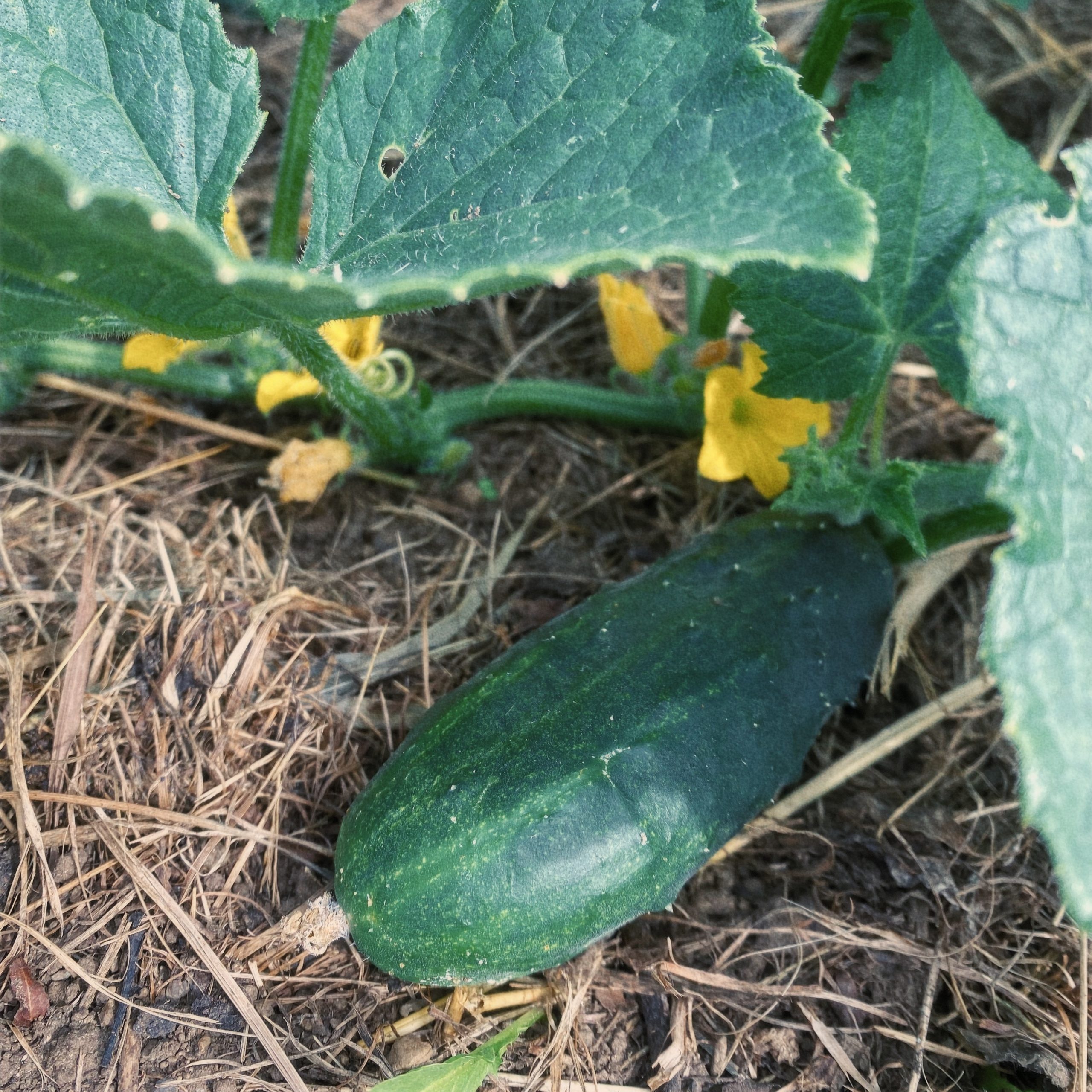 A Sky Meadow cucumber waiting to be picked