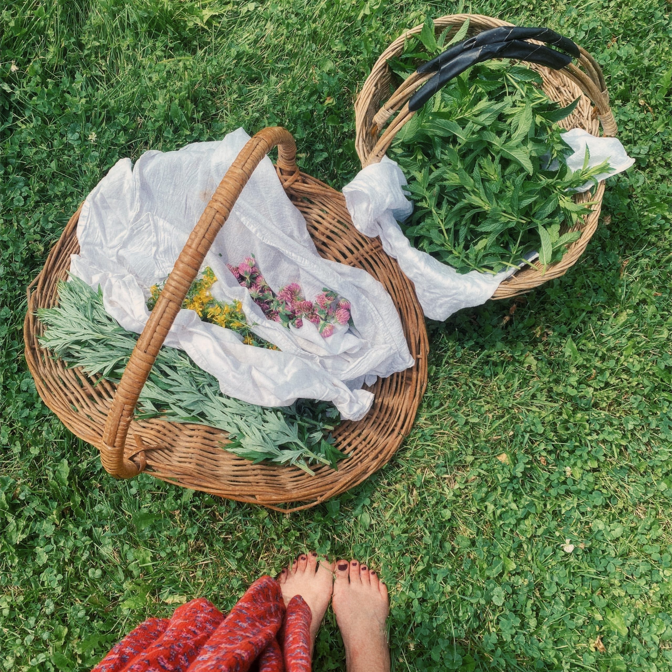 Some of the herbs and flowers recently harvested at Sky Meadow