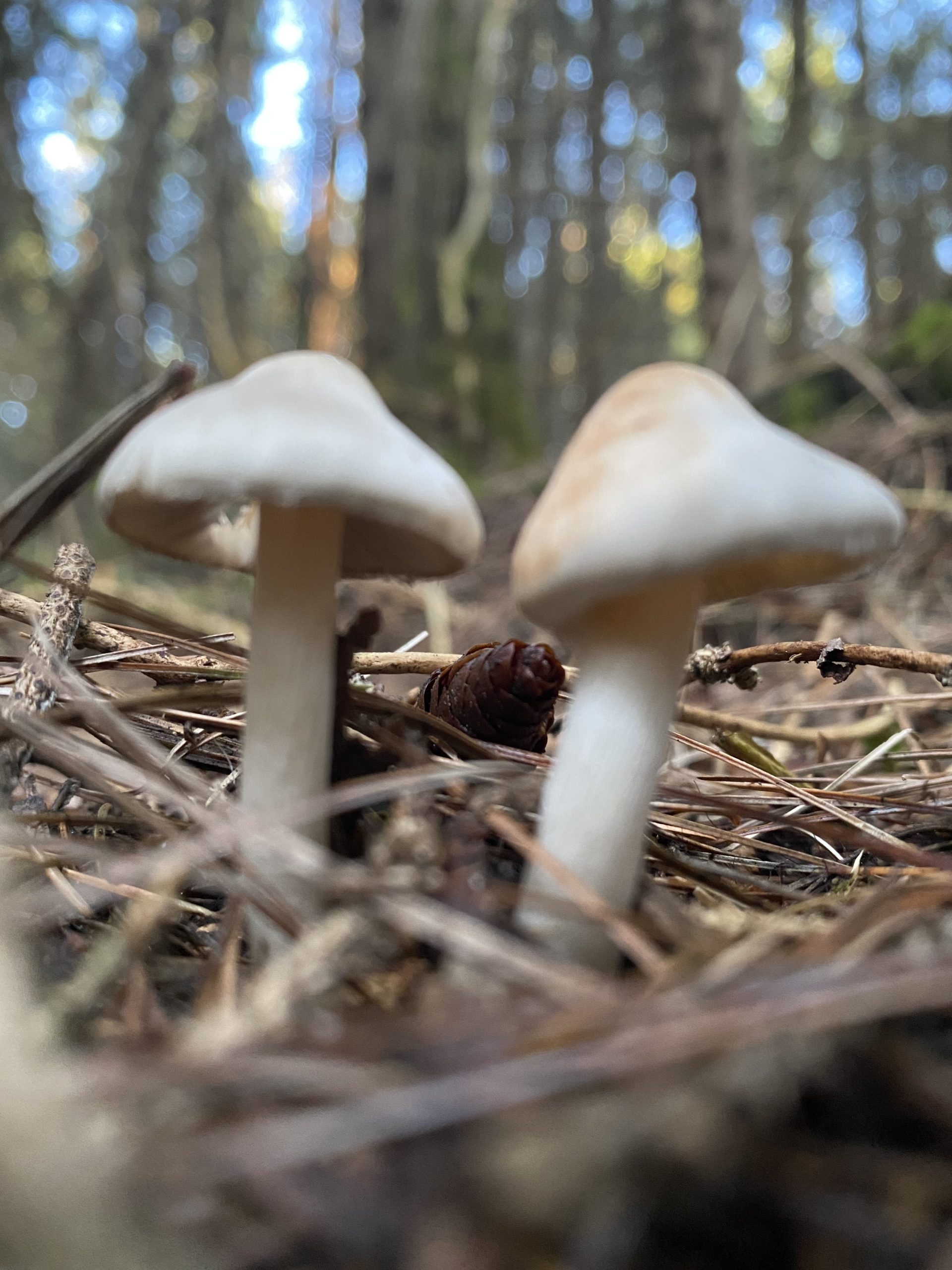 A few of the many cute mushrooms in the woods at Sky Meadow