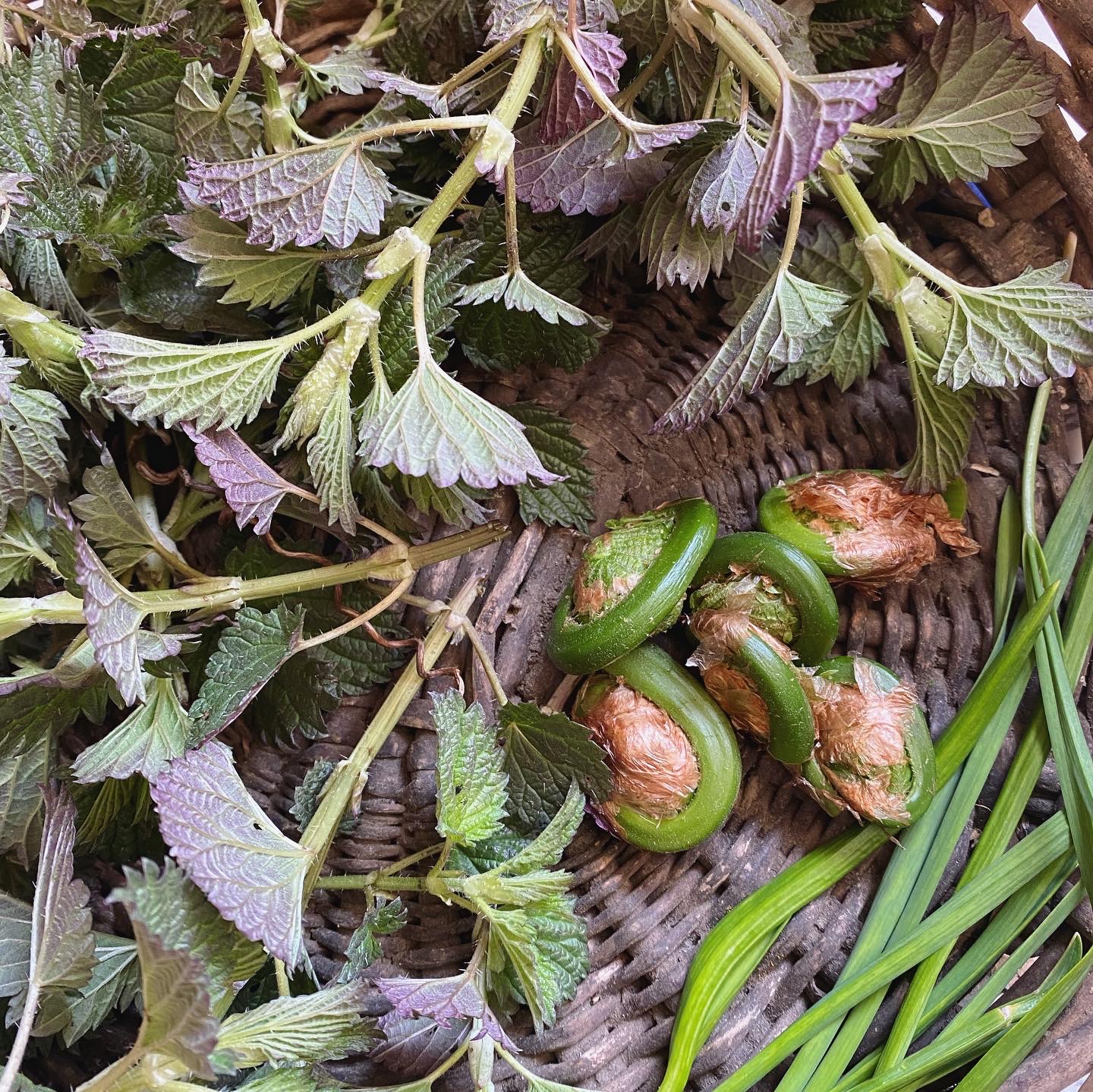 Stinging nettle, fiddleheads and onion grass in a basket